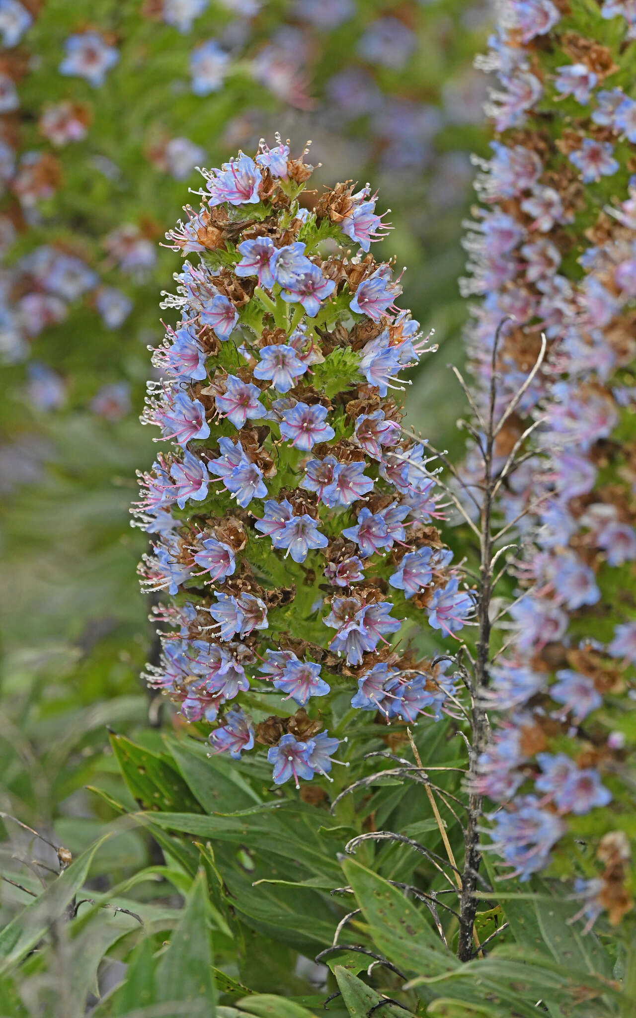 Echium acanthocarpum Svent. resmi