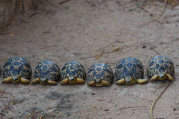 Imagem de Astrochelys radiata (Shaw 1802)