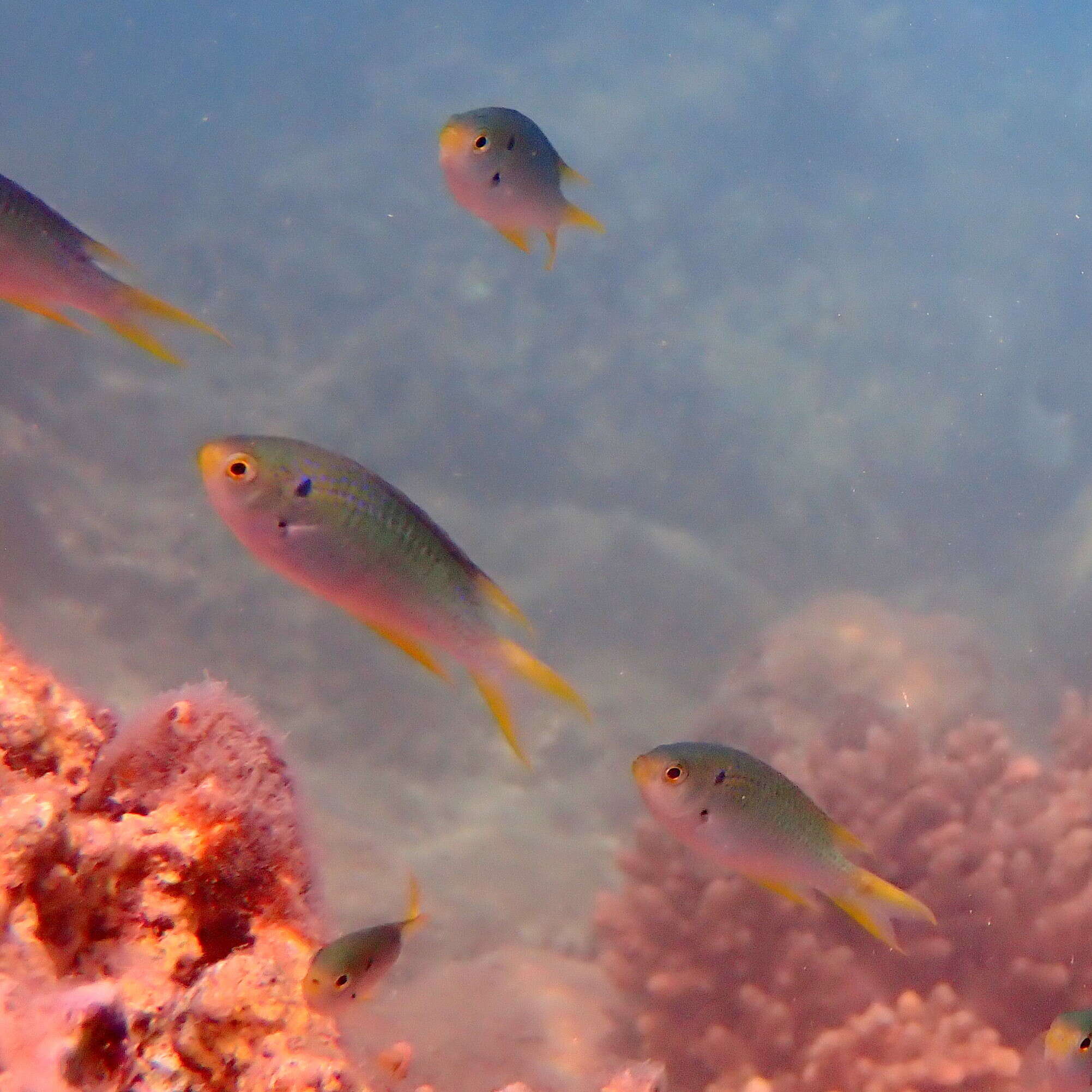 Image of Coral demoiselle