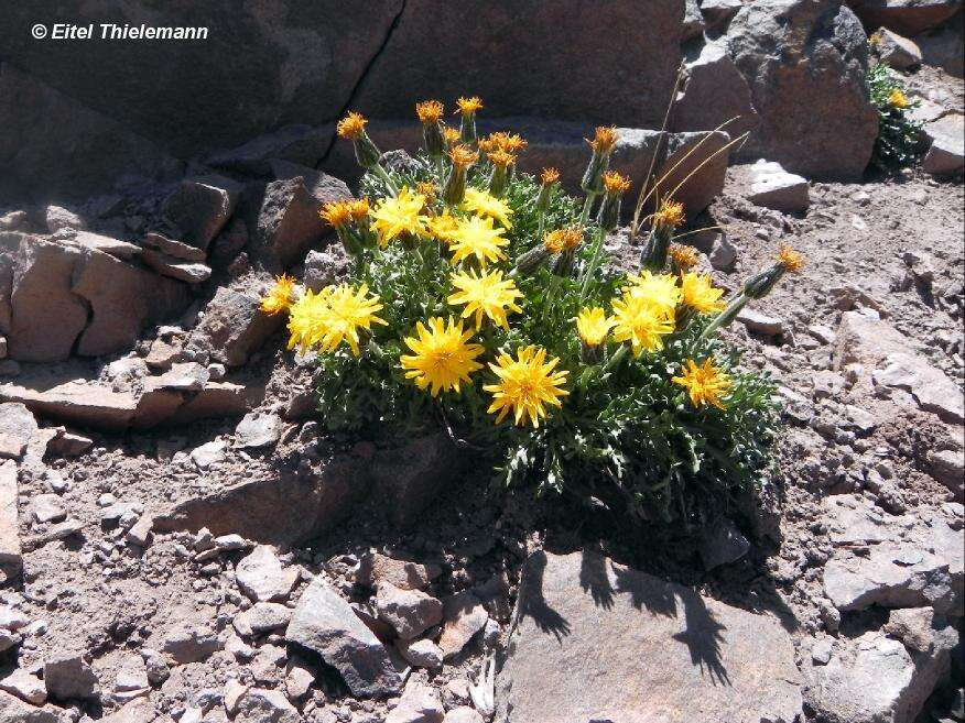 Image of Hypochaeris tenuifolia (Hook. & Arn.) Griseb.