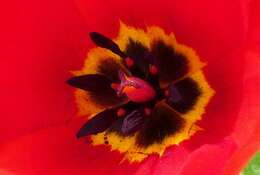 Image of Tulipa fosteriana W. Irving