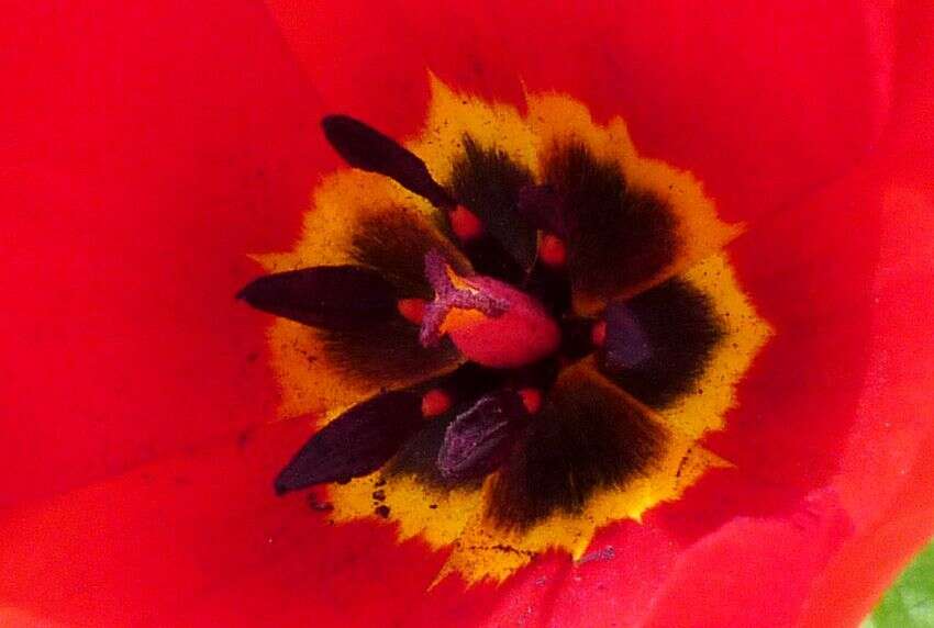 Image of Tulipa fosteriana W. Irving