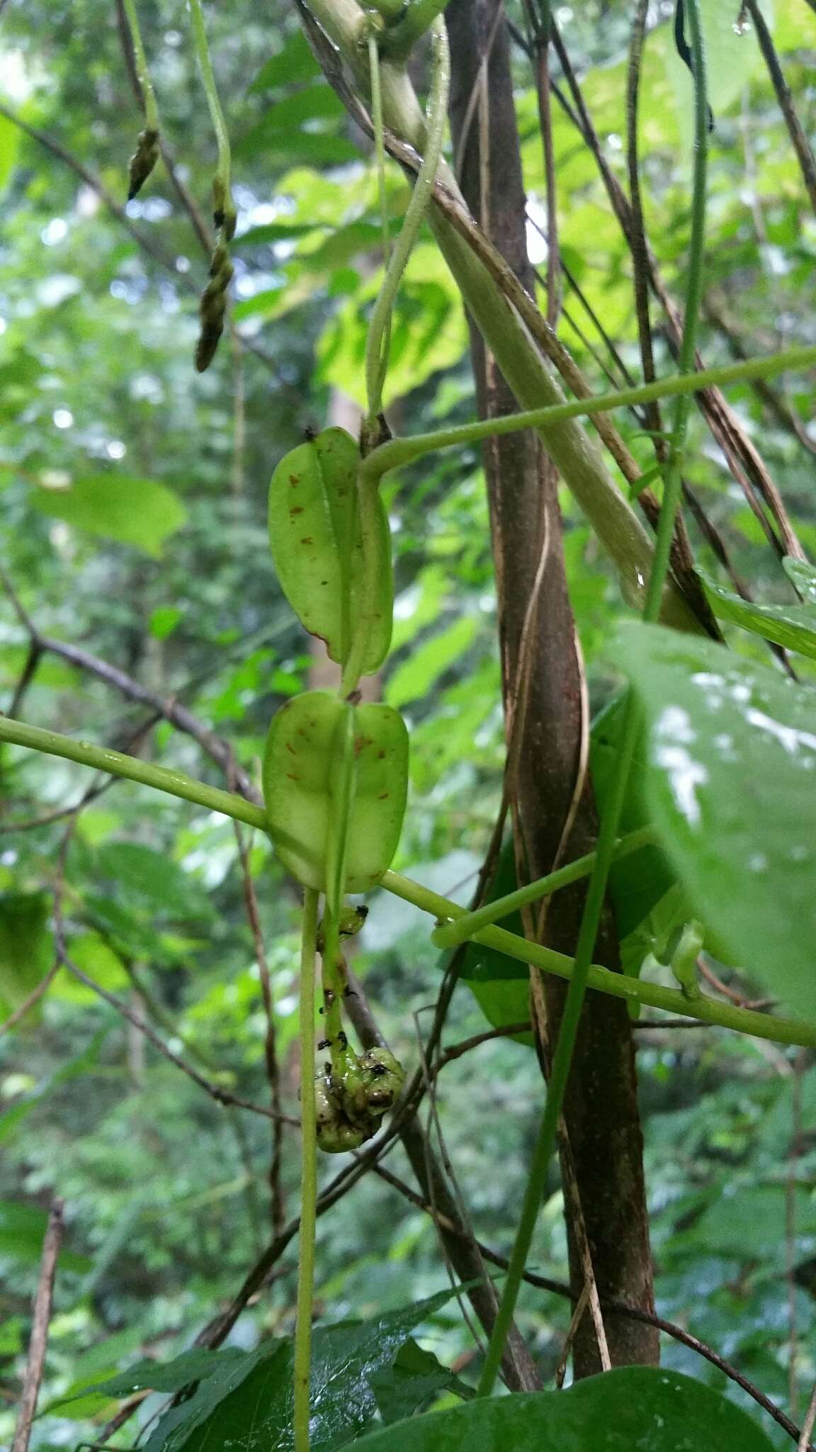 صورة Dioscorea bako Wilkin