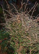 صورة Coprosma dumosa (Cheeseman) G. T. Jane