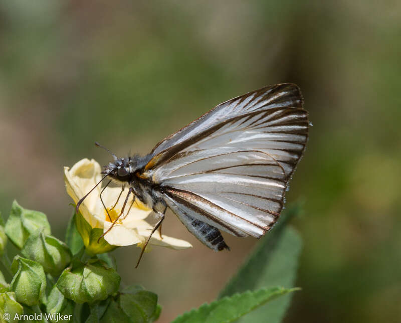 Plancia ëd Heliopetes arsalte Linnaeus 1758