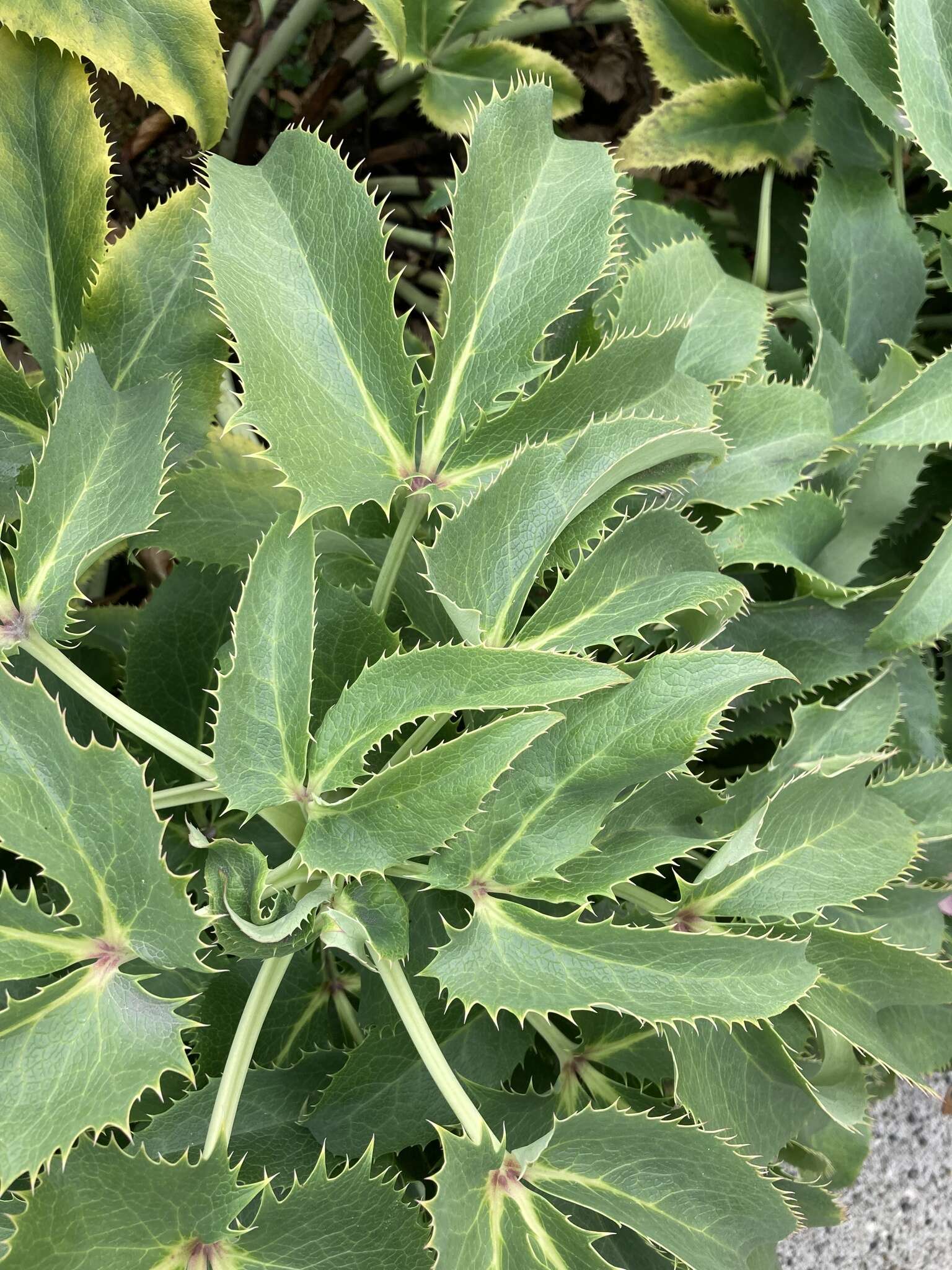 Image of livid hellebore