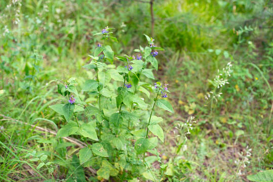 Imagem de Vicia unijuga A. Br.