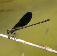 Image of Copper Demoiselle