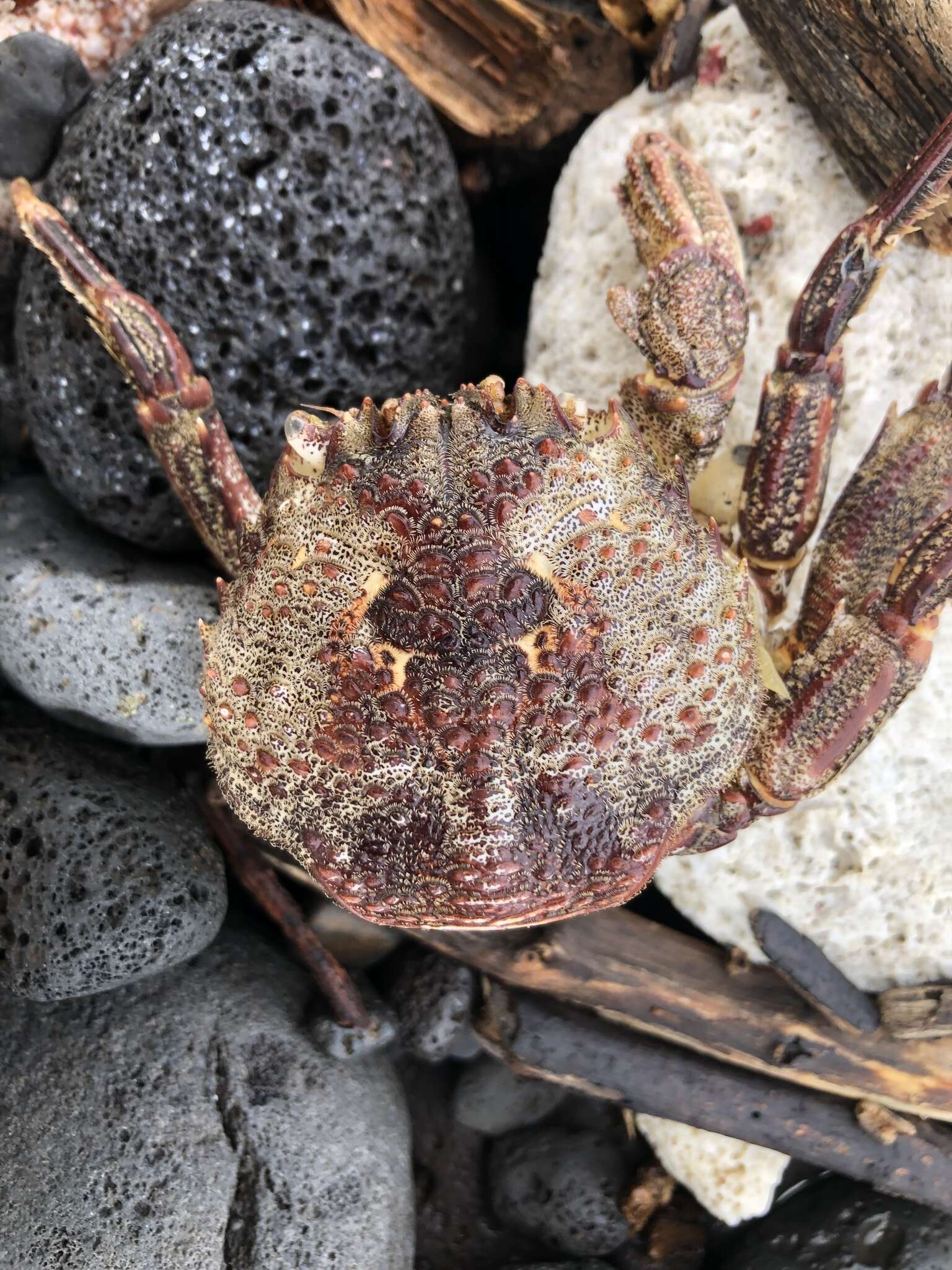 Image of scaly rock crab