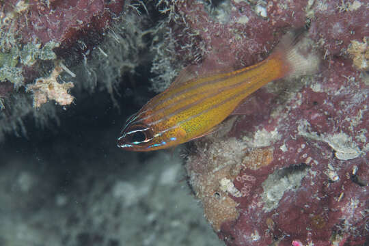 Image of Coral cardinalfish