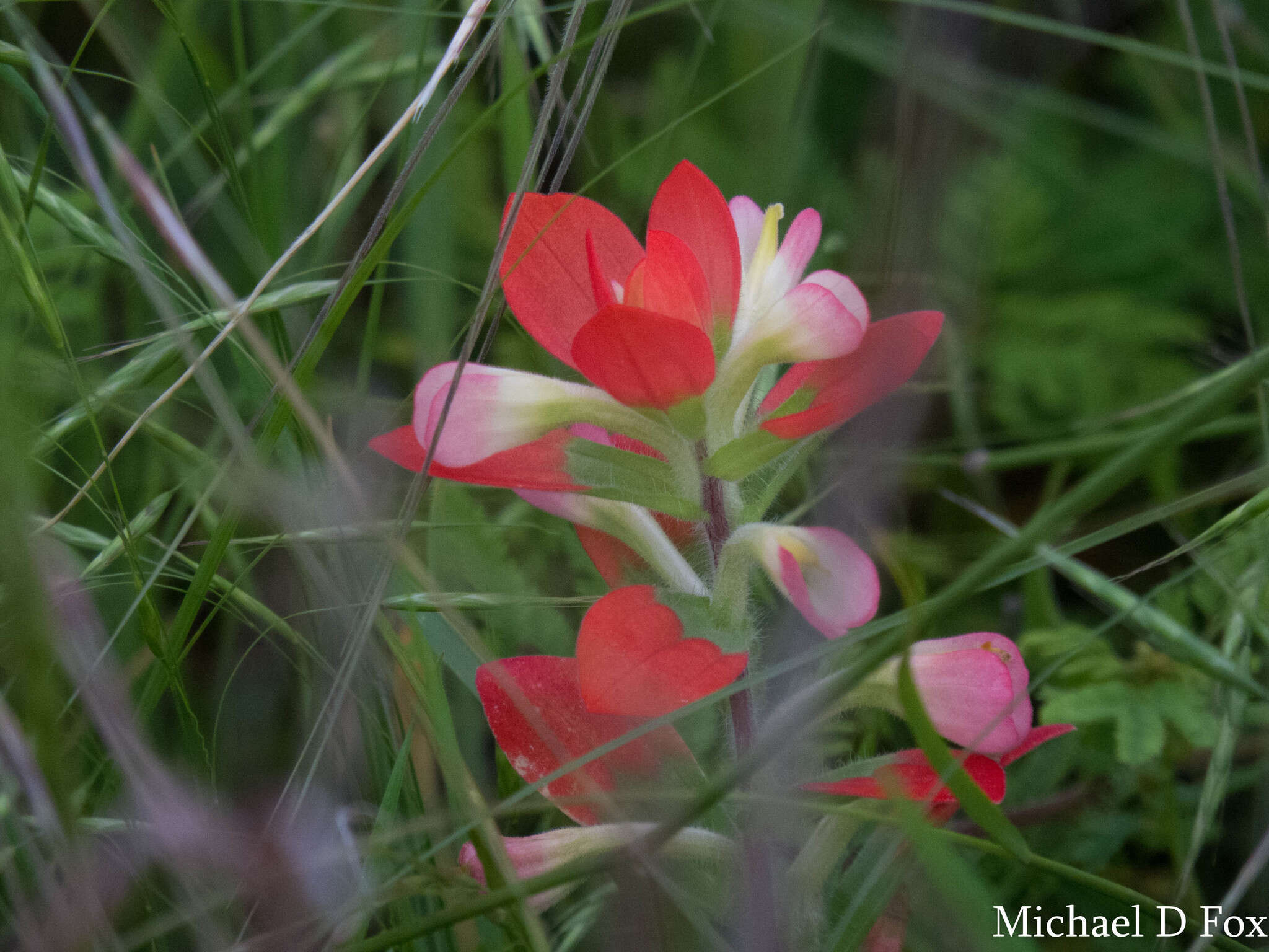 Image de Castilleja indivisa Engelm.