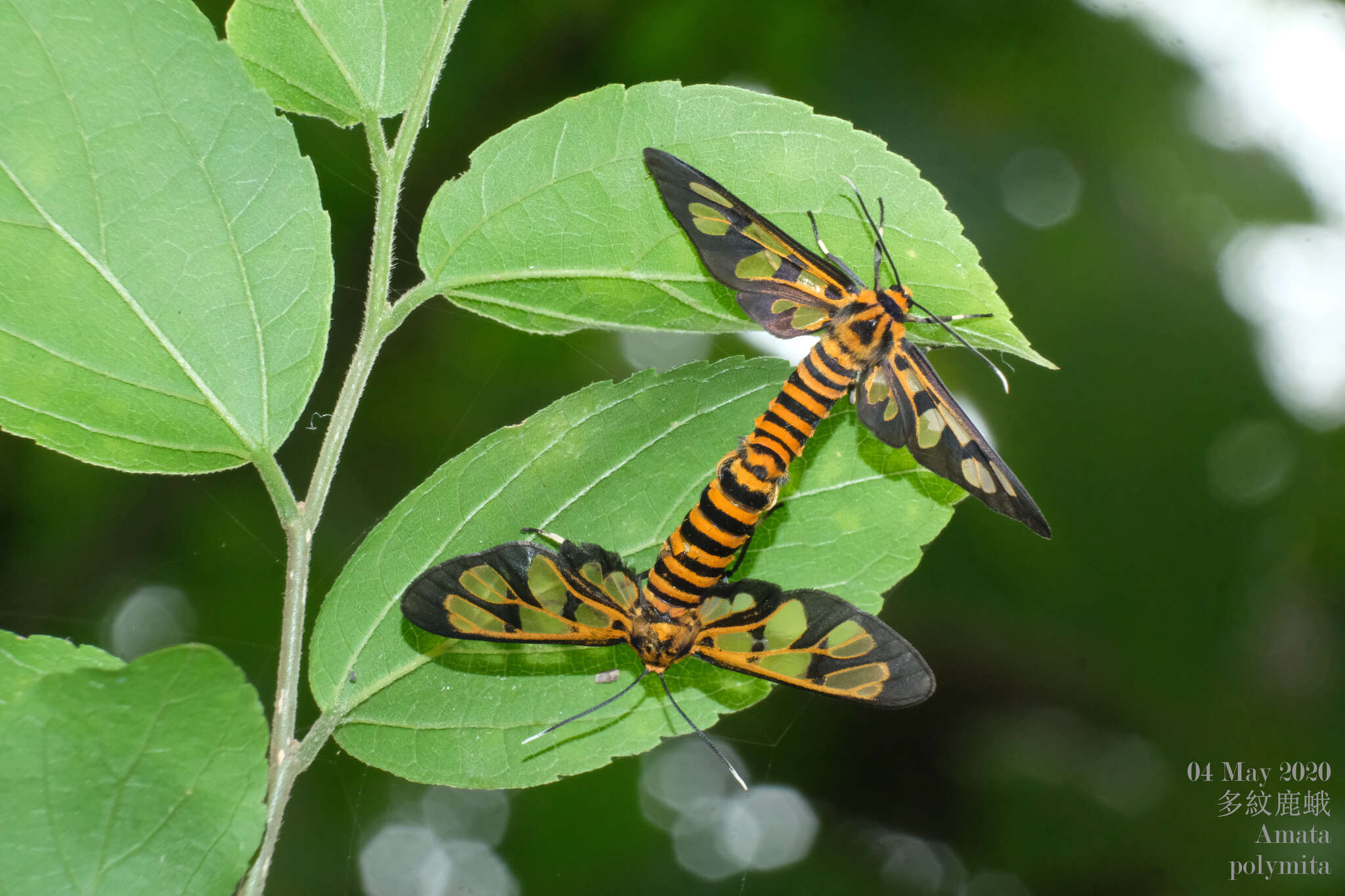 Image of Amata polymita Sparrm. 1769