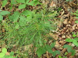 Image of Korean Pine