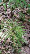 Imagem de Dendrolycopodium obscurum (L.) A. Haines