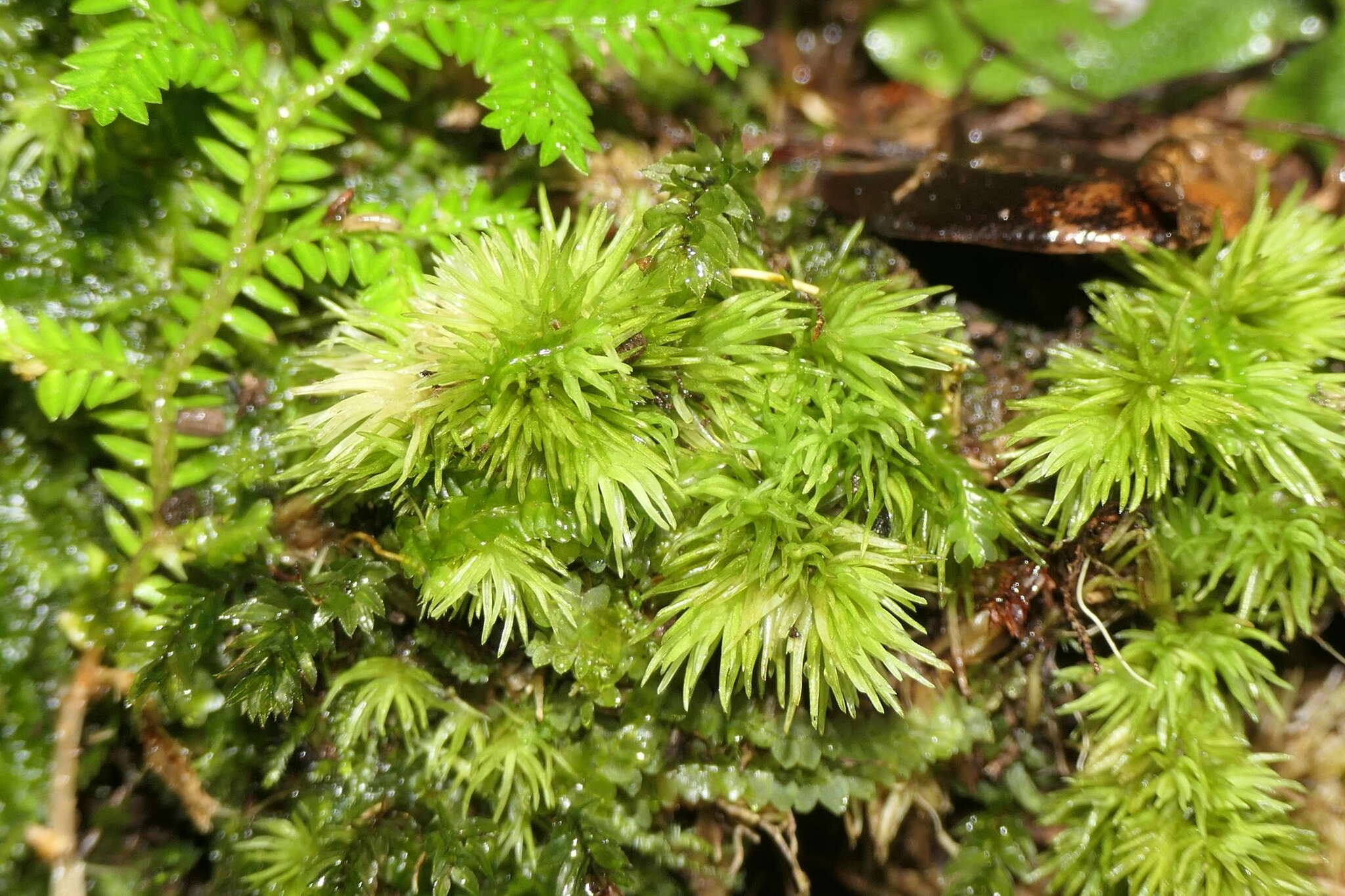 Image of Leucobryum juniperoideum C. Müller 1845