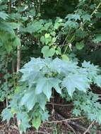 Image of Acer pictum C. P. Thunberg ex A. Murray