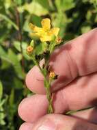 Image of Hairy St. John's-Wort