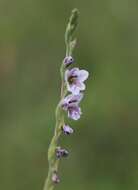 Image de Gladiolus densiflorus Baker