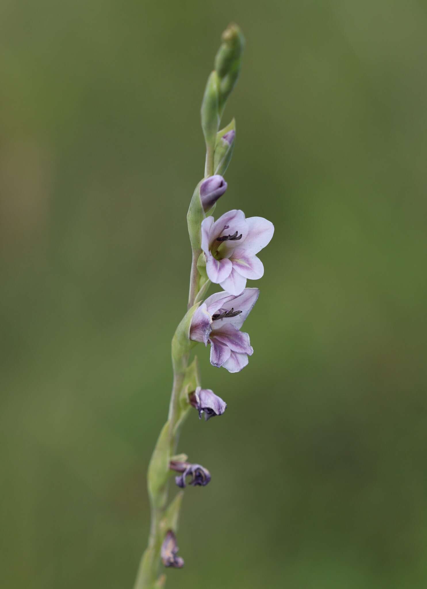 Gladiolus densiflorus Baker resmi