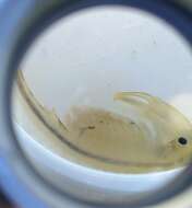 Image of Vernal Pool Fairy Shrimp