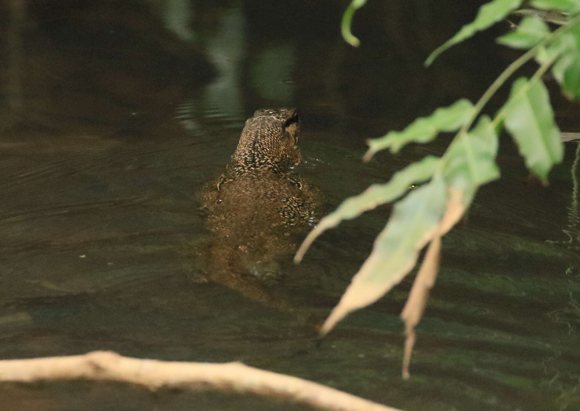 Image of Varanus palawanensis Koch, Gaulke & Böhme 2010