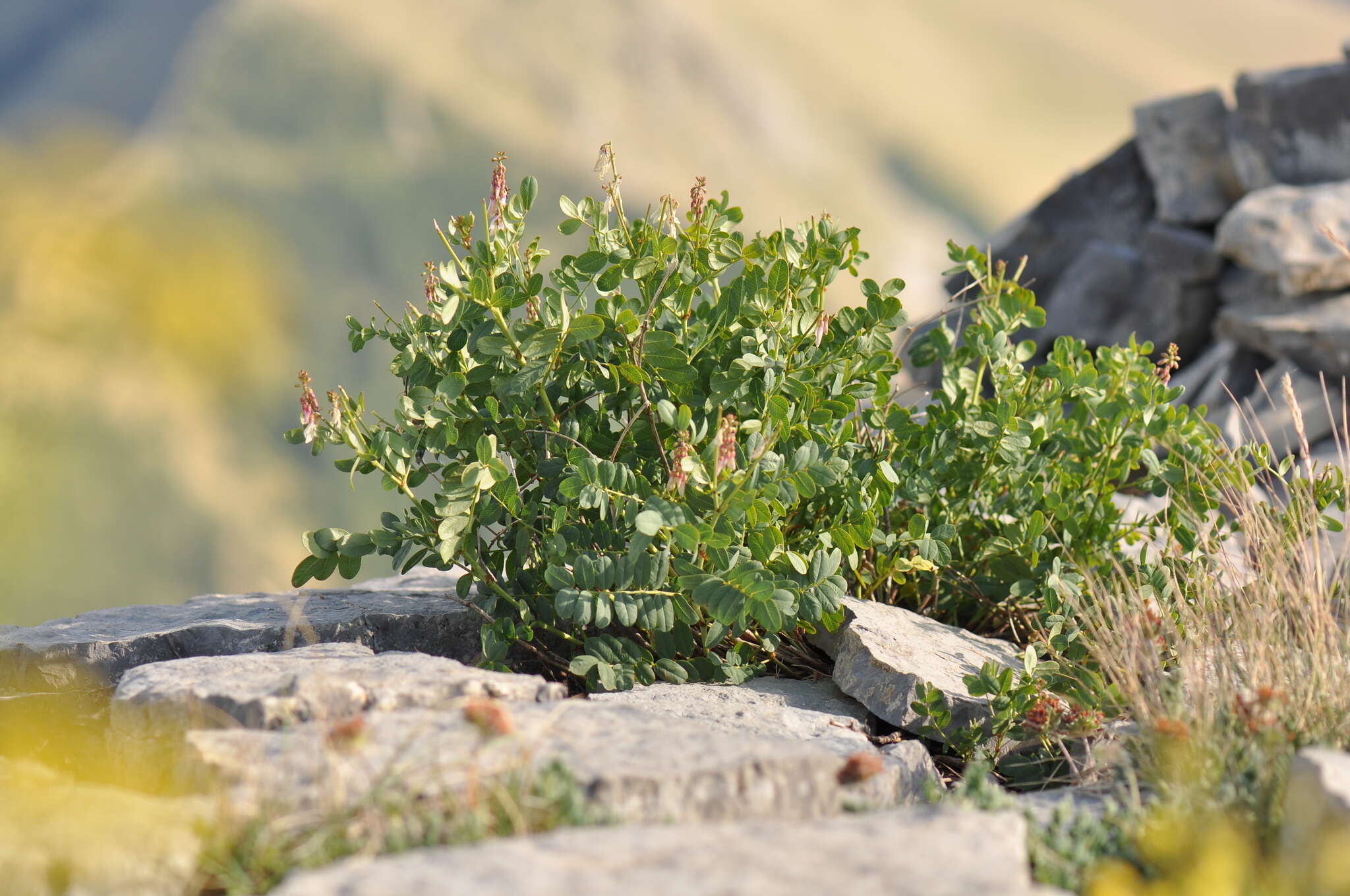 Plancia ëd Hedysarum boutignyanum (A. Camus) Alleiz.