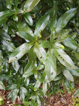 Image of Panopsis costaricensis Standl.