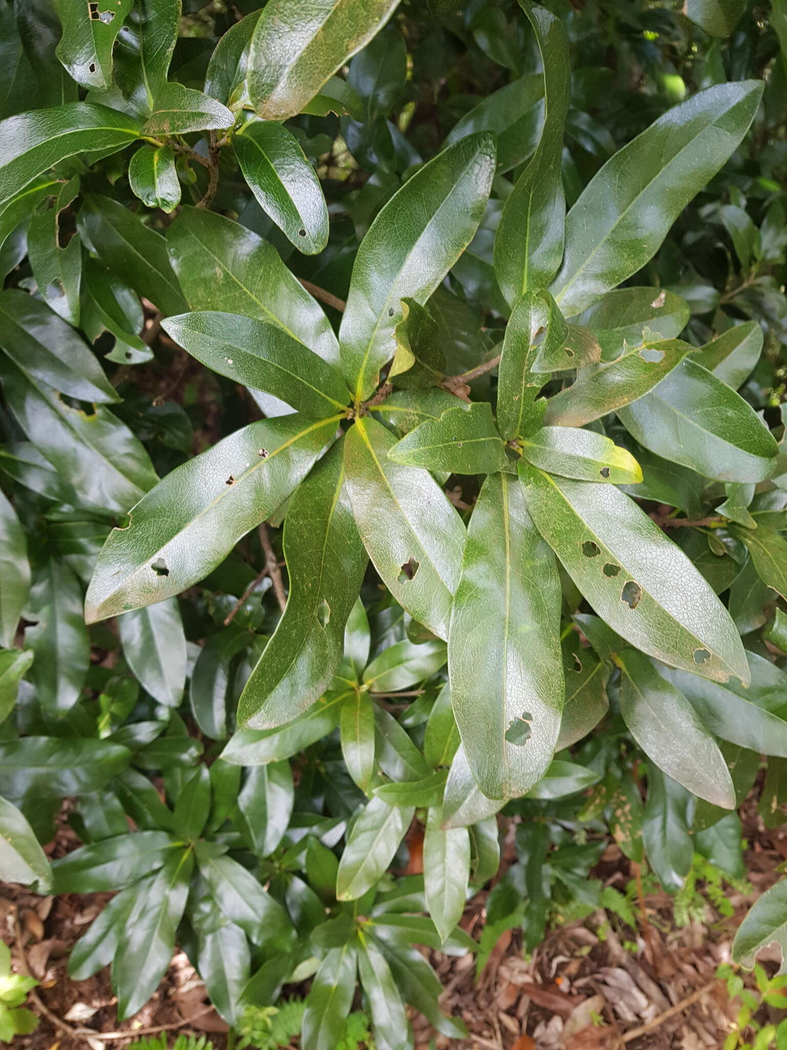 Image of Panopsis costaricensis Standl.