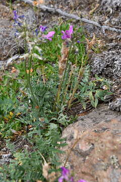 Image of Oxytropis arctica subsp. taimyrensis