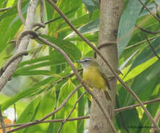 Image of Yellow-bellied Warbler