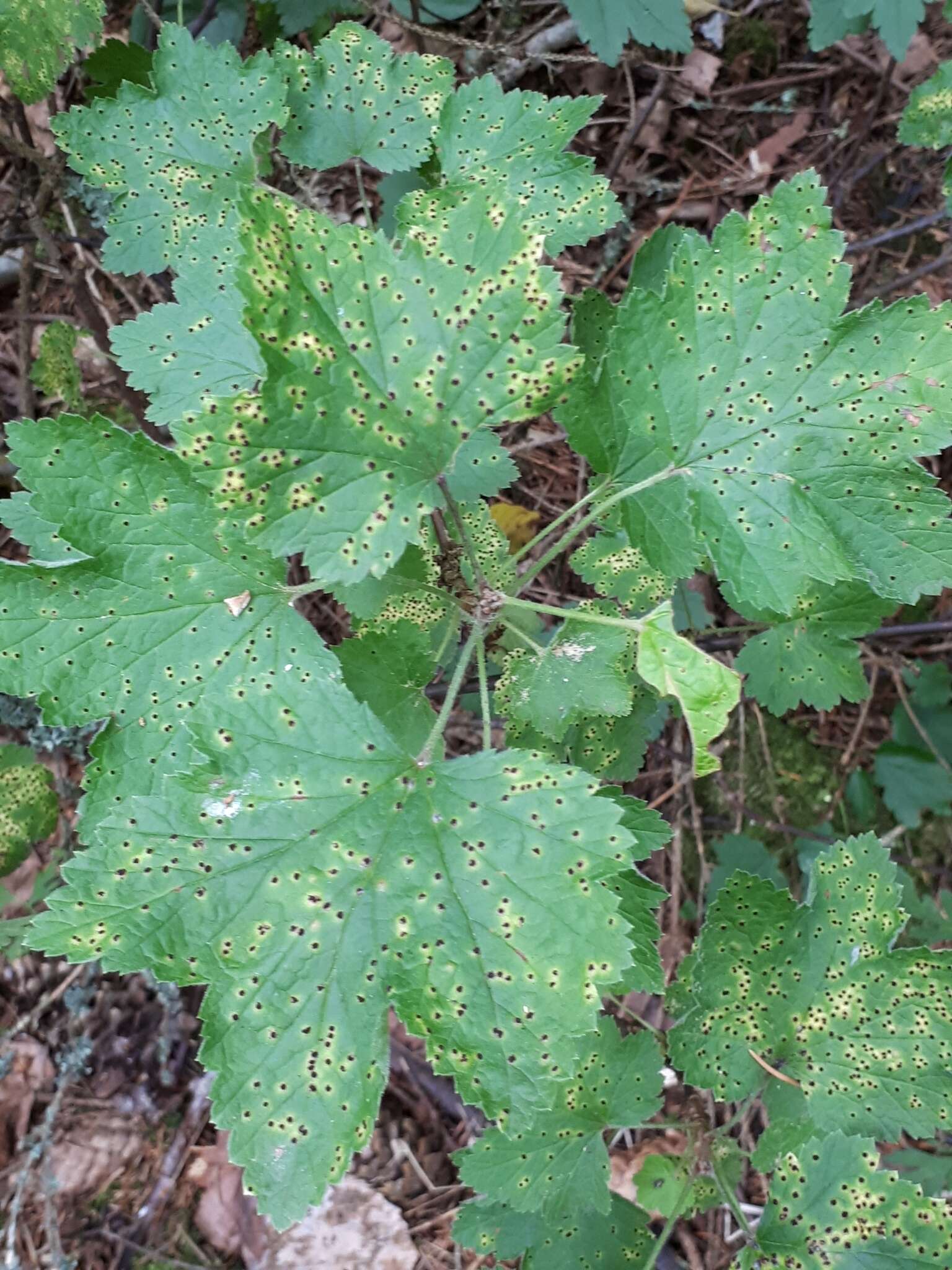 Image of Puccinia ribis DC. 1805