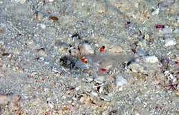 Fusigobius signipinnis Hoese & Obika 1988 resmi