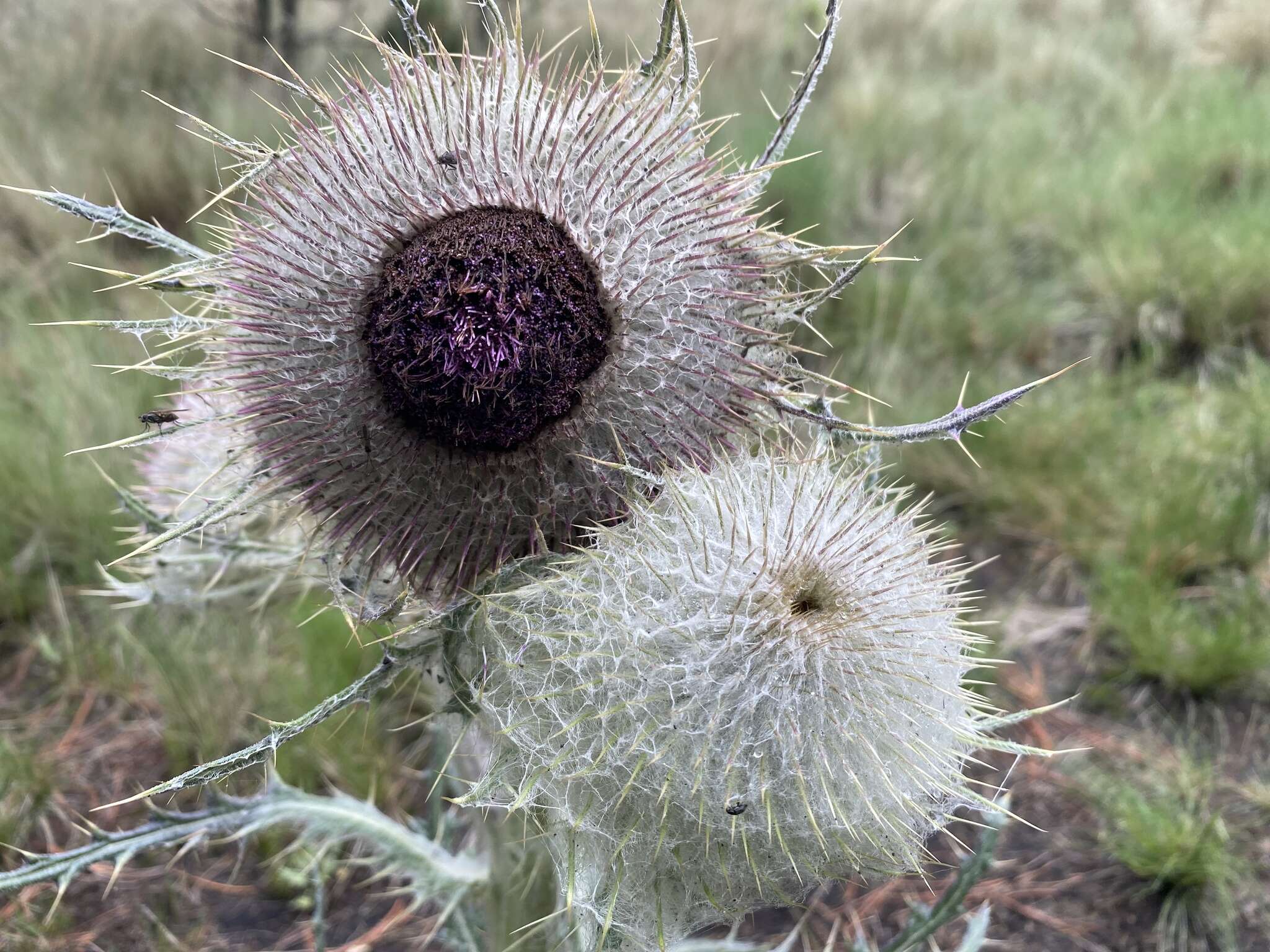 Image of Cirsium nivale (Kunth) Sch. Bip.