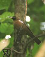 Image of Rennell Shrikebill