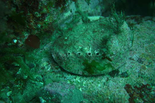 Image of blackfoot paua