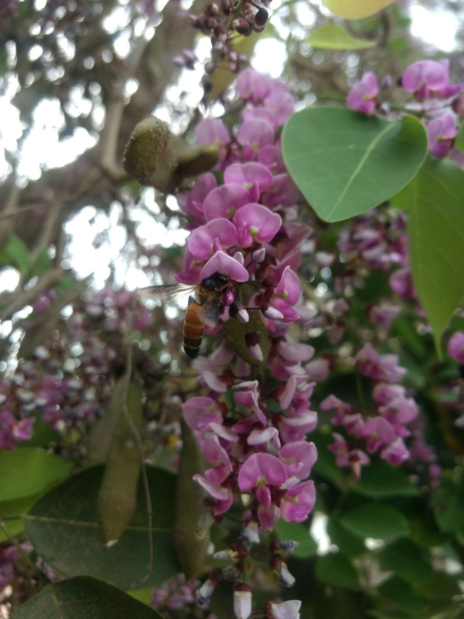 Слика од Millettia peguensis Ali