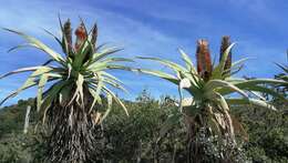 Image of Aloe speciosa Baker