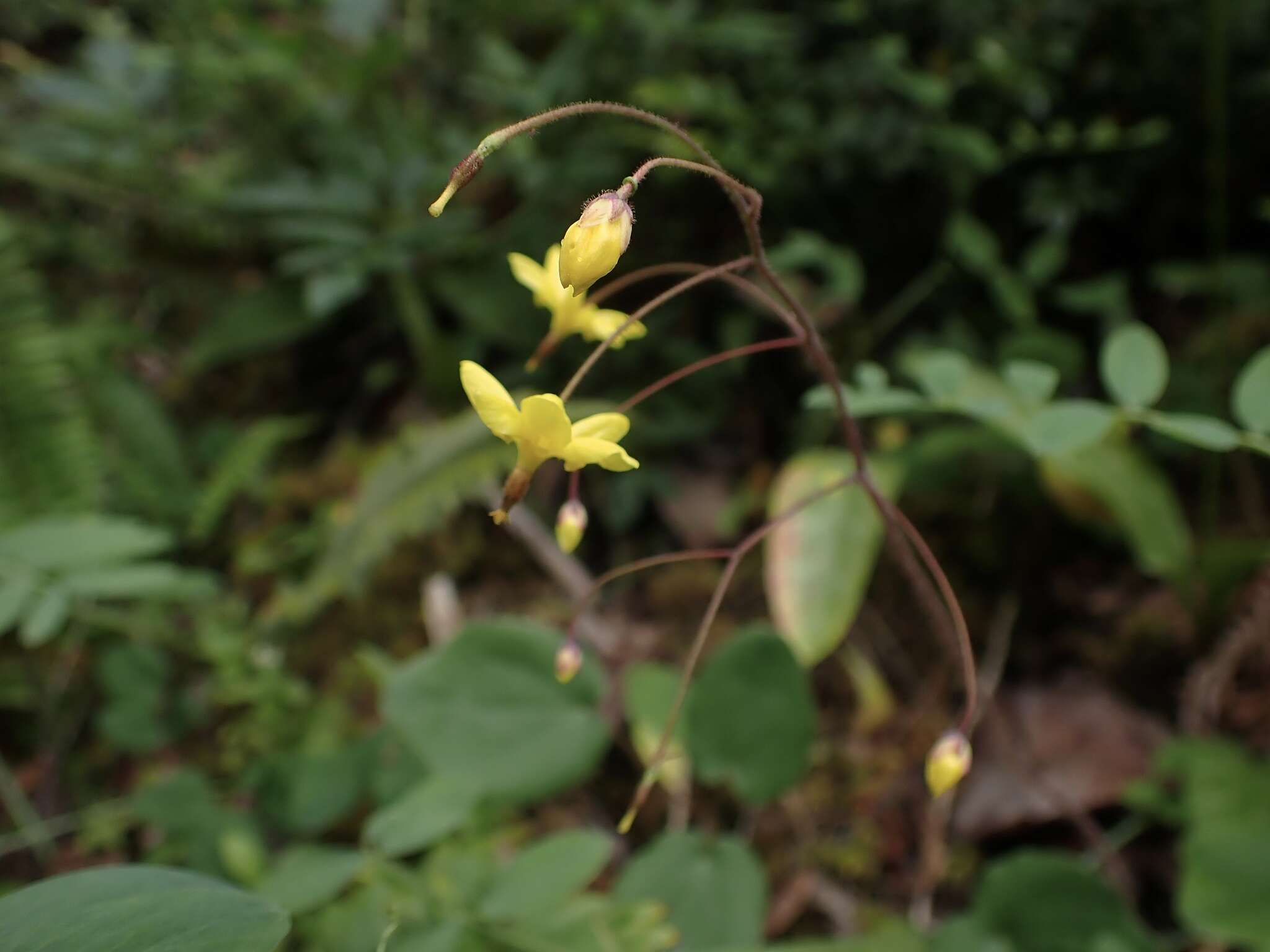 Image of golden insideout flower