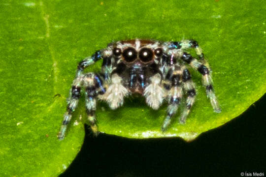 Image of Sumampattus