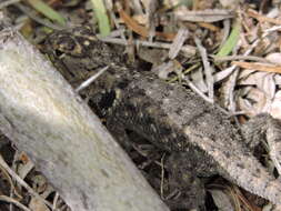 Image of Barred Spiny Lizard