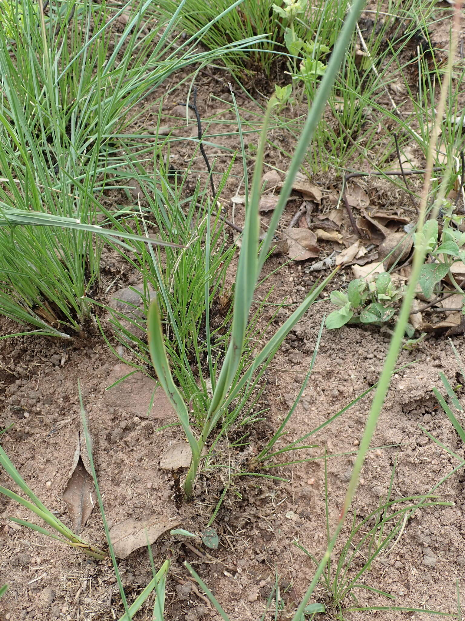 Plancia ëd Chlorophytum angulicaule (Baker) Kativu