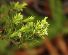 Image of Diosma aristata I. Williams