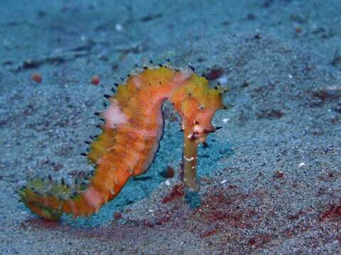 Image of Spiny Seahorse