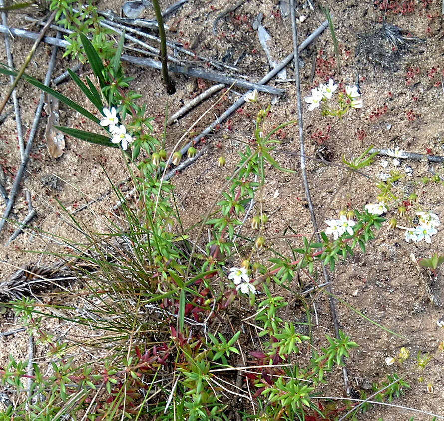 Imagem de Pharnaceum thunbergii Adamson