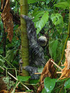 Image of Pale-throated Sloth