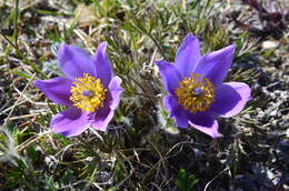 Image of cutleaf anemone