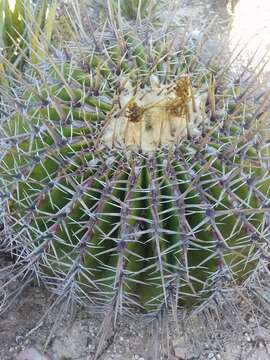 Image of Cactus