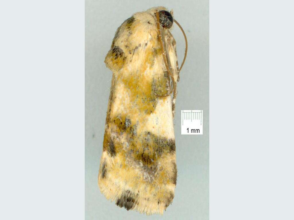 Image of Acontia elaeoa Hampson 1910