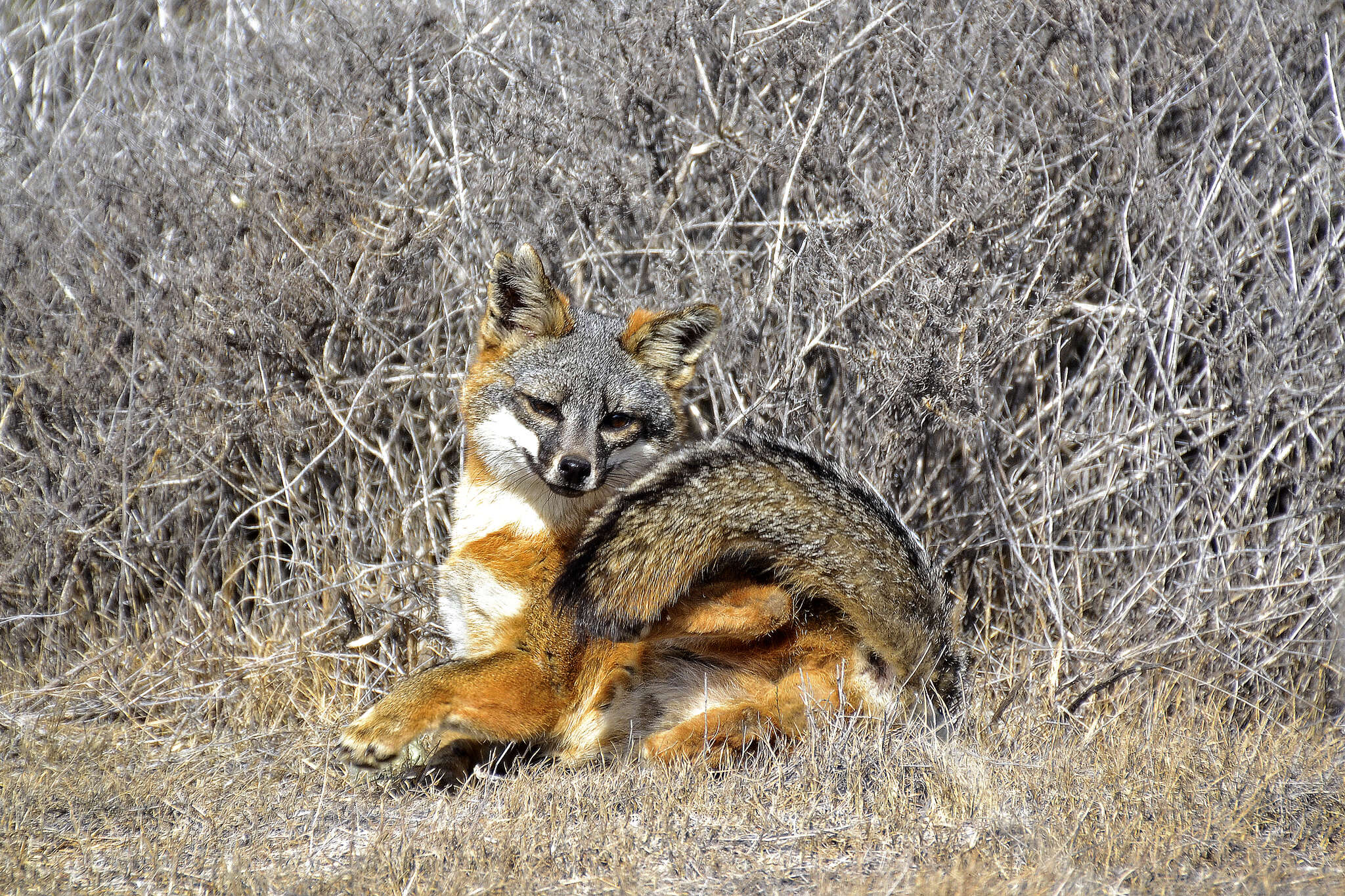 Image of Santa Catalina Island Fox