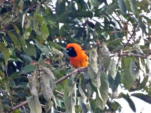 Imagem de Icterus croconotus (Wagler 1829)